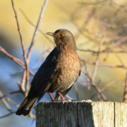 Female Blackbird