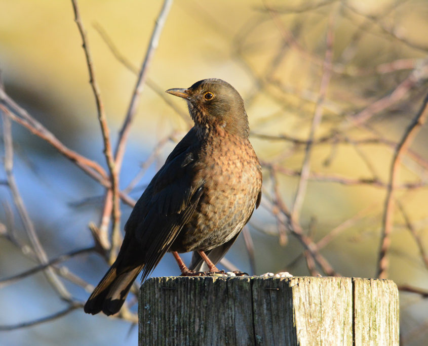 Female Blackbird