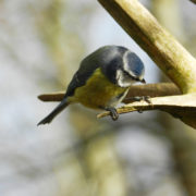 Blue tit