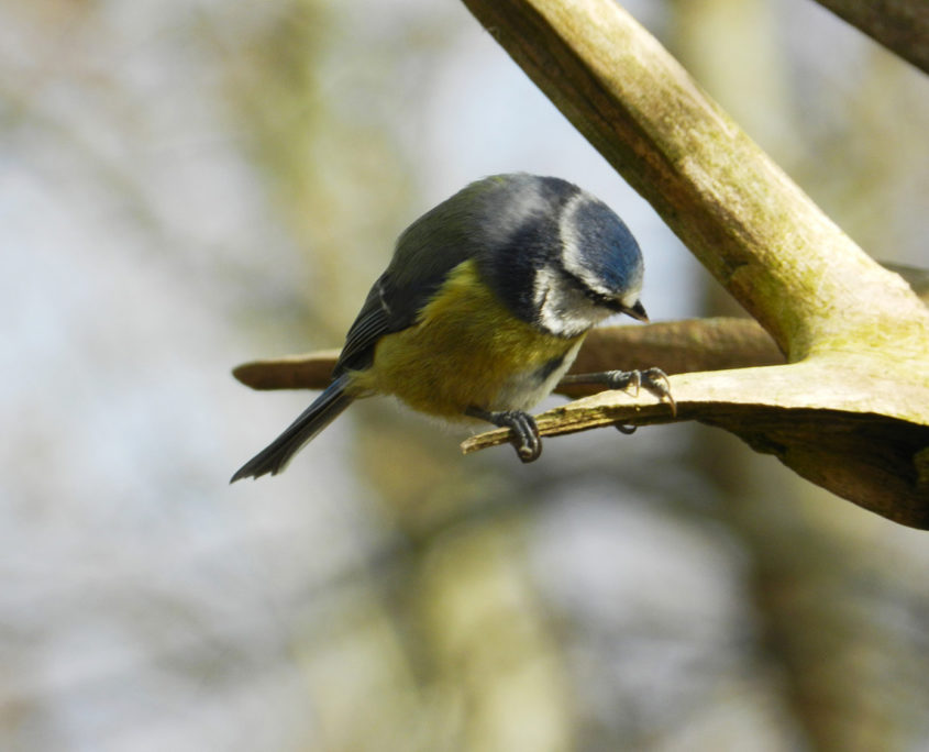 Blue tit