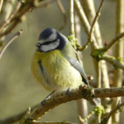 Blue tit