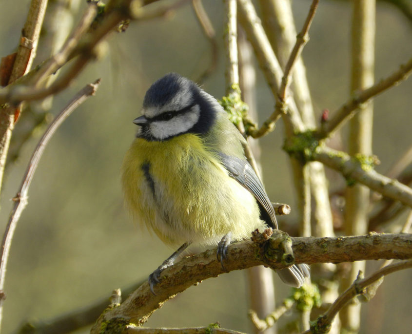 Blue tit