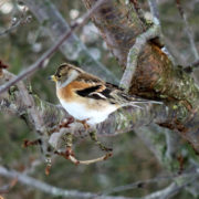 Brambling