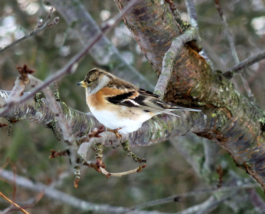 Brambling