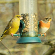 Brambling and Greenfinch at a feeder