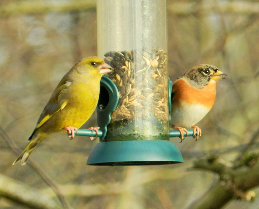 Brambling and Greenfinch at a feeder