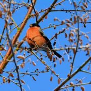 Male Bullfinch