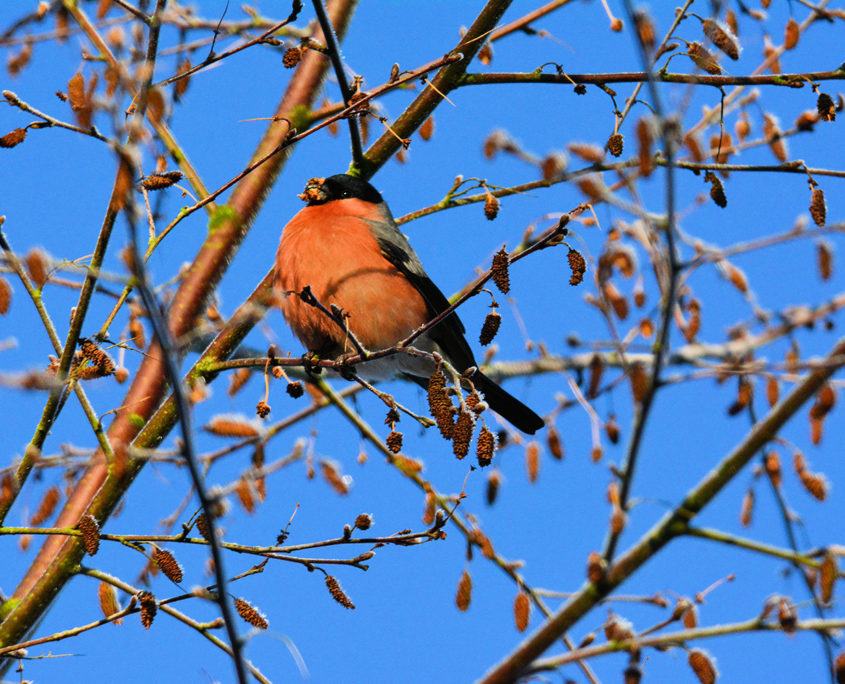 Male Bullfinch