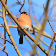 Male Bullfinch