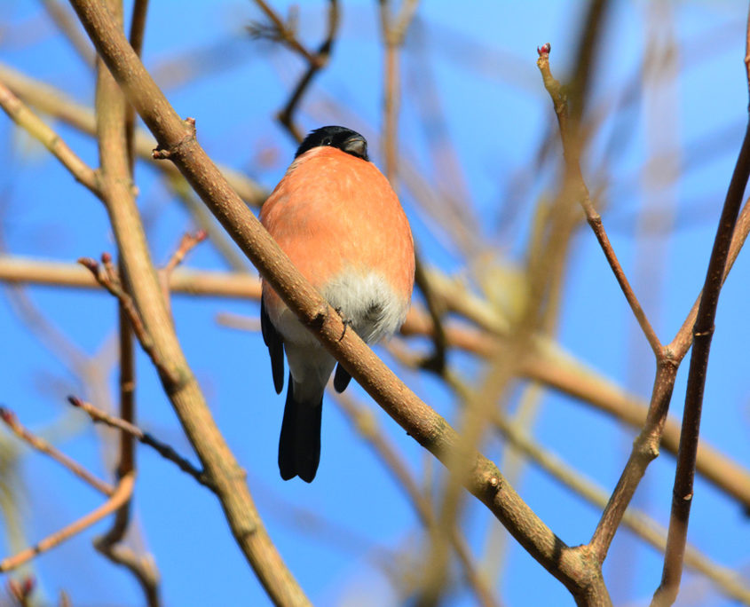 Male Bullfinch