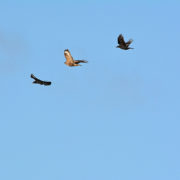 Buzzard being mobbed