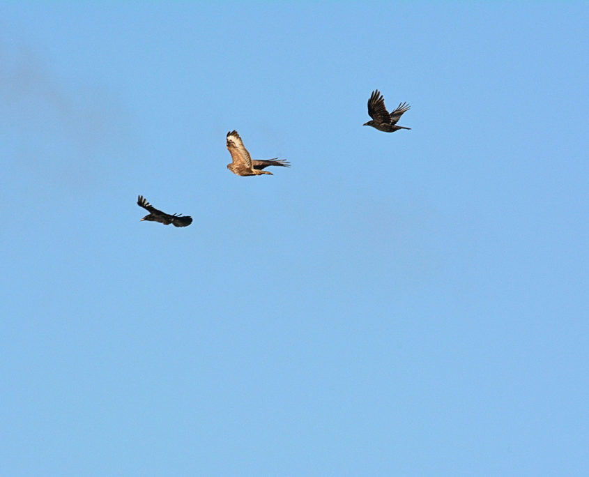 Buzzard being mobbed