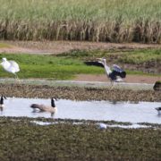 Canada geese, Heron and Egret