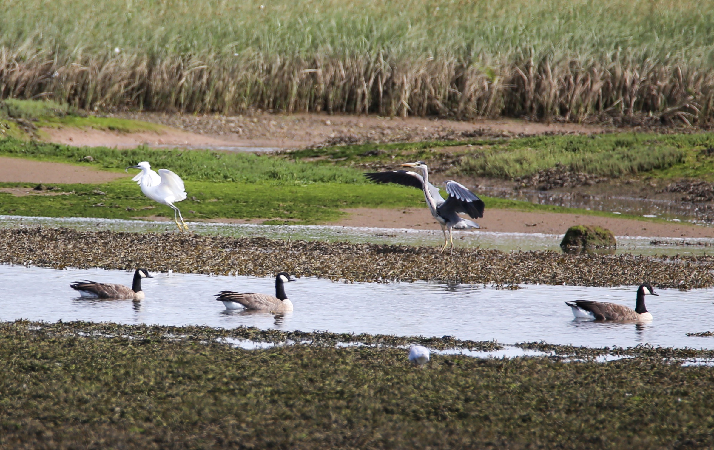 Canada geese, Heron and Egret