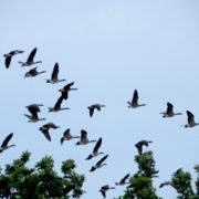 Canada geese flying