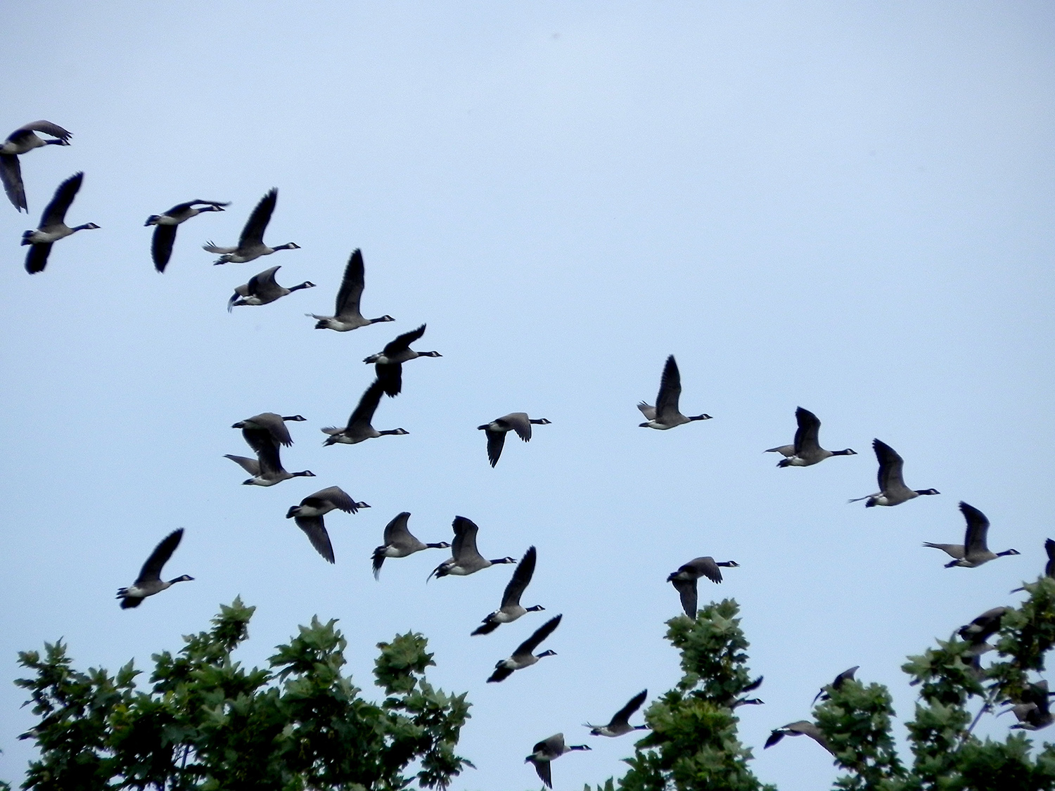 Canada geese flying