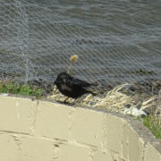 Carrion crow