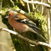 Male Chaffinch