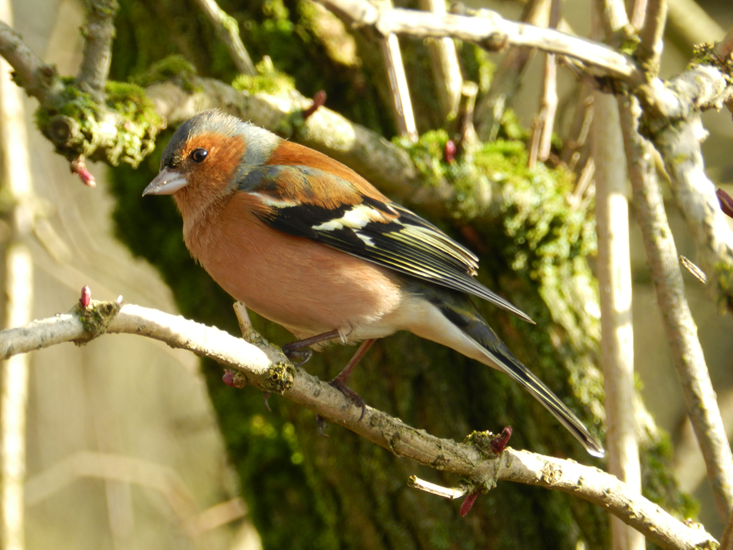 Male Chaffinch