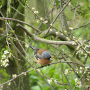 Male Chaffinch