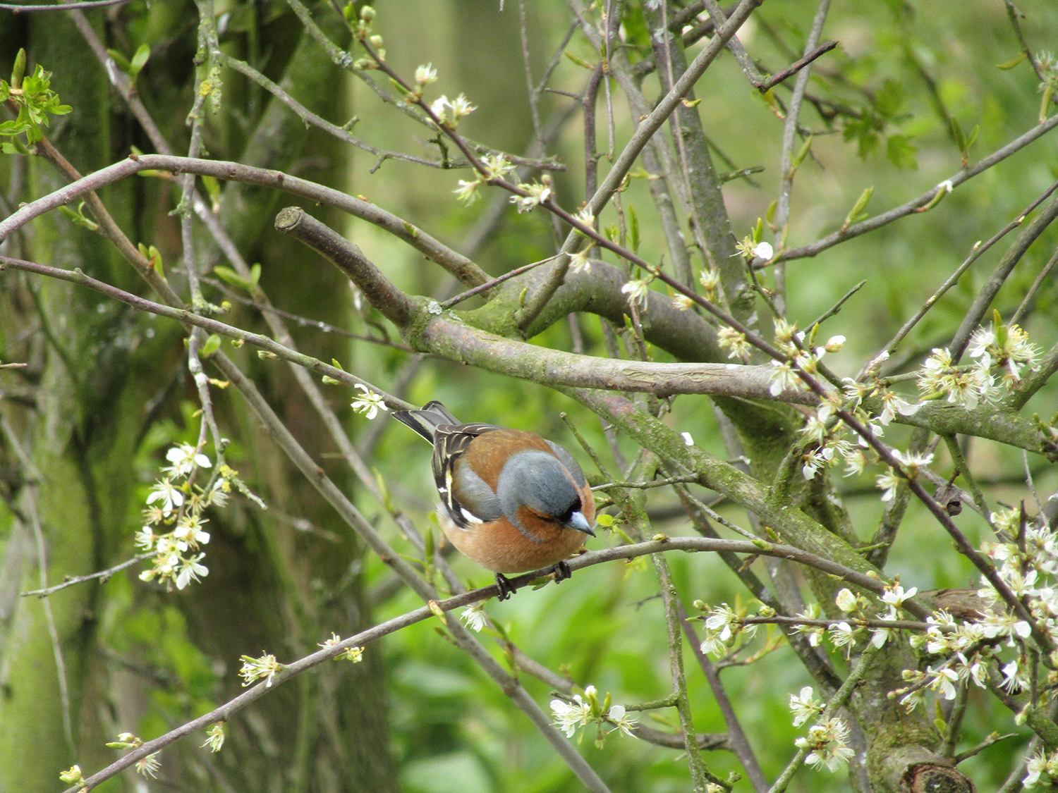 Male Chaffinch