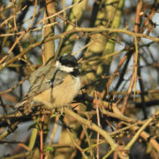 Coal tit