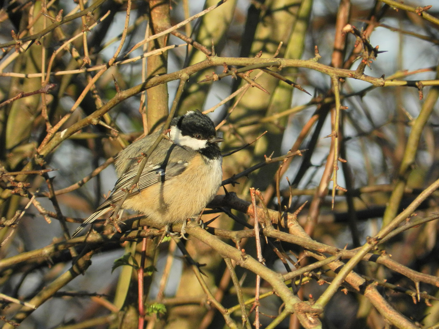 Coal tit