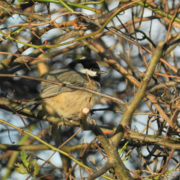 Coal tit