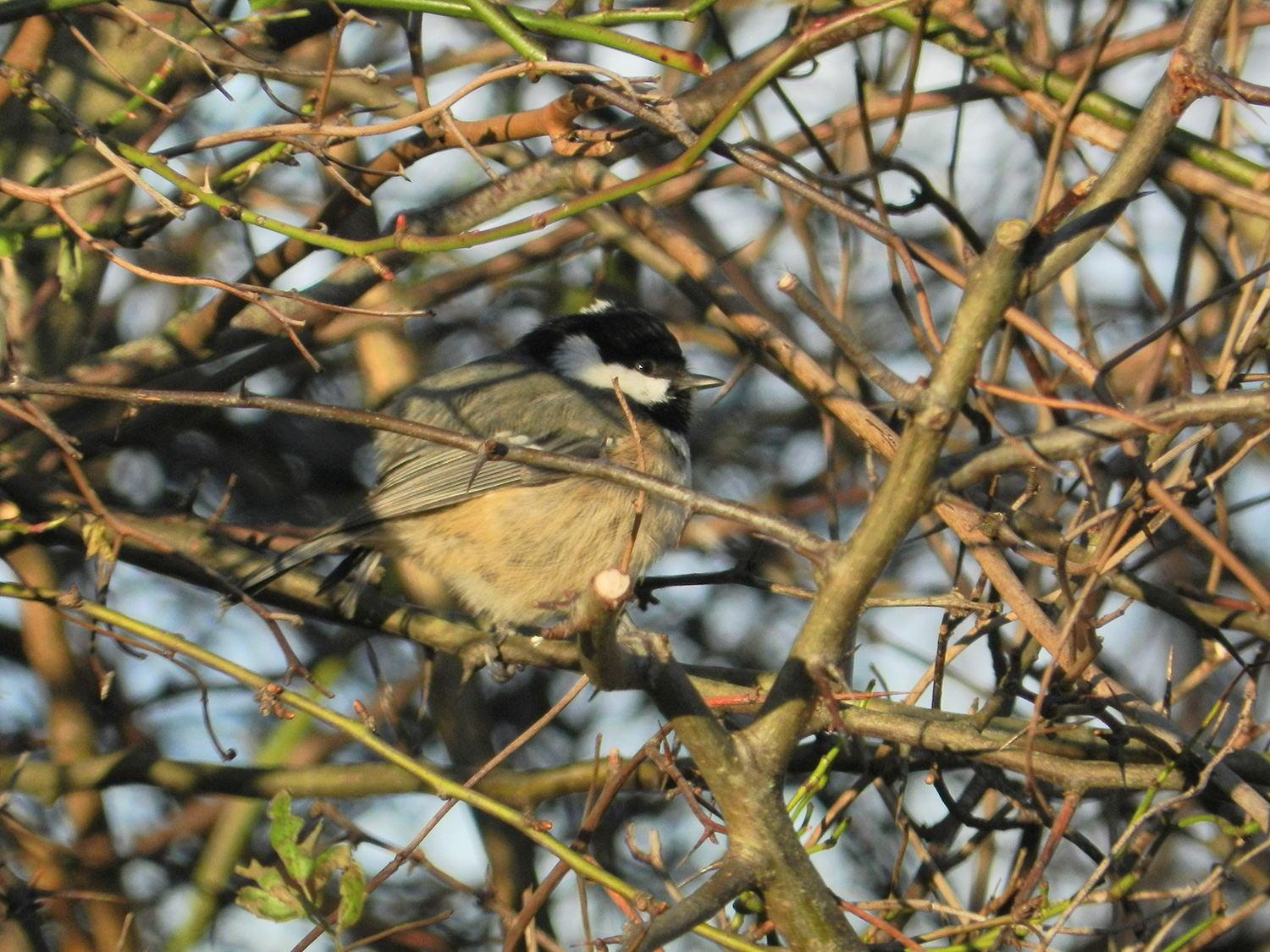 Coal tit