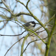 Coal tit