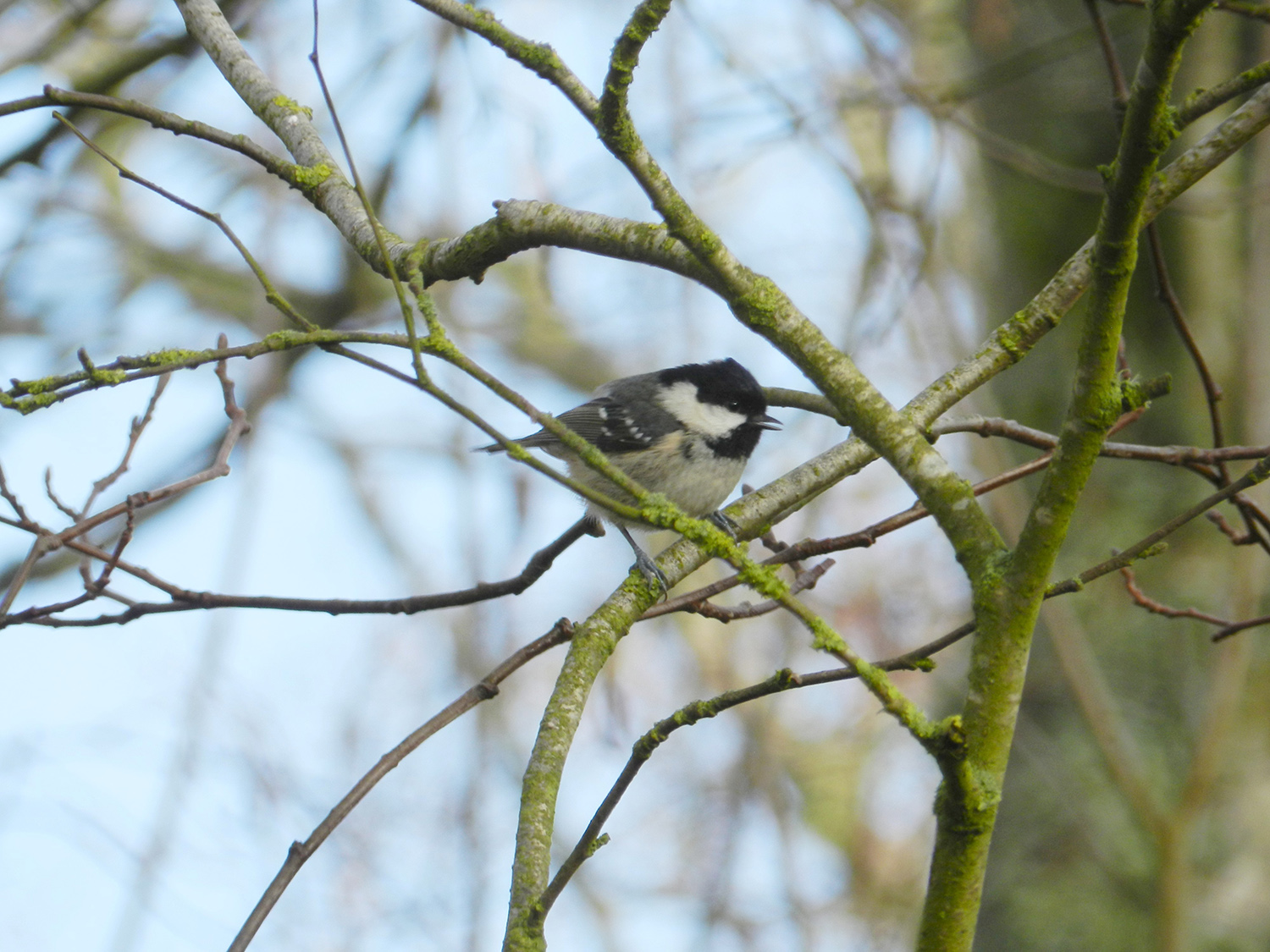 Coal tit