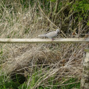 Collared dove