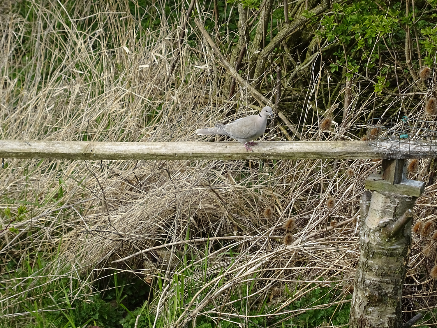 Collared dove