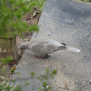 Collared dove