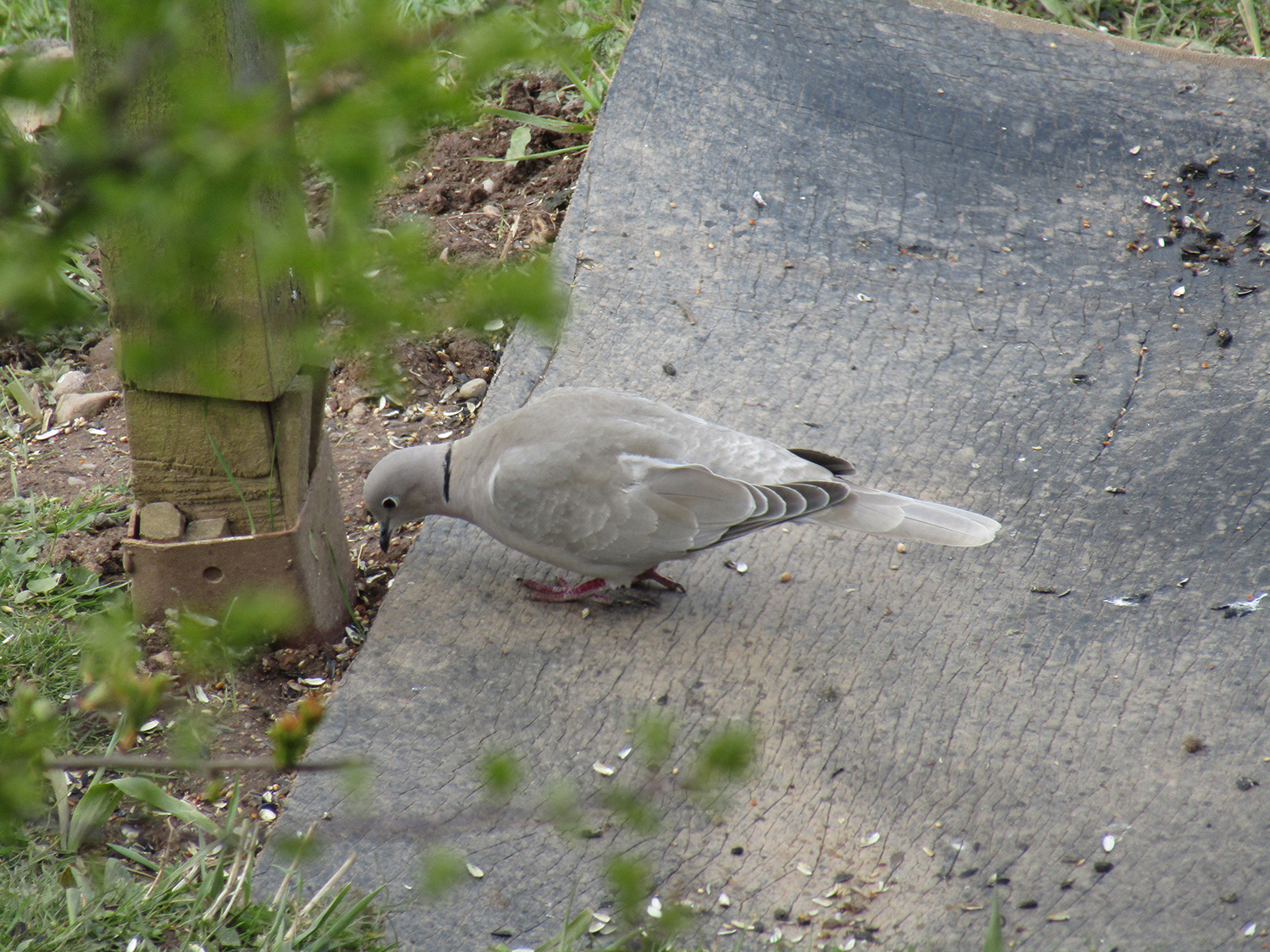 Collared dove