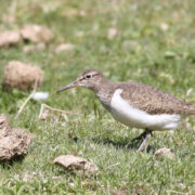 Common sandpiper