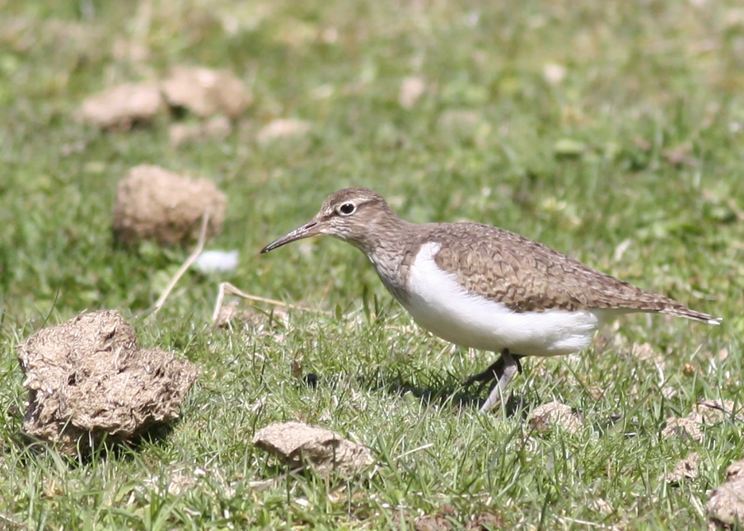 Common sandpiper