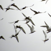 Flock of Common tern