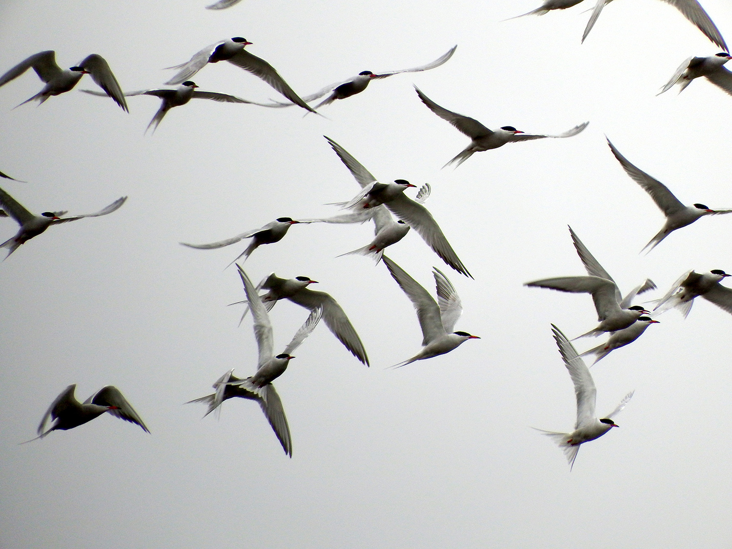 Flock of Common tern