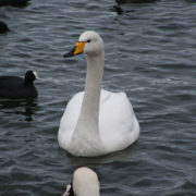 Coot and Whooper swans