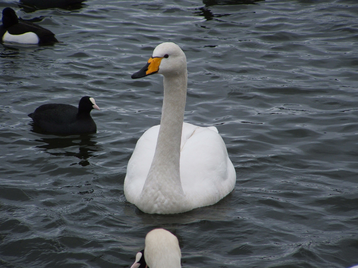 Coot and Whooper swans