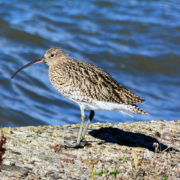 Curlew