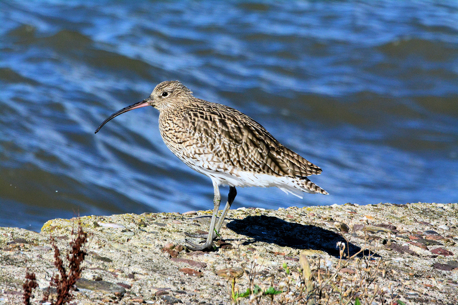 Curlew