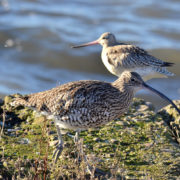 Curlew and Bar-tailed godwit