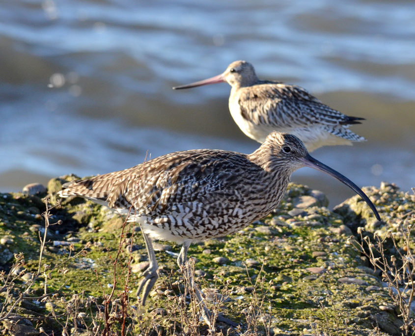 Curlew and Bar-tailed godwit