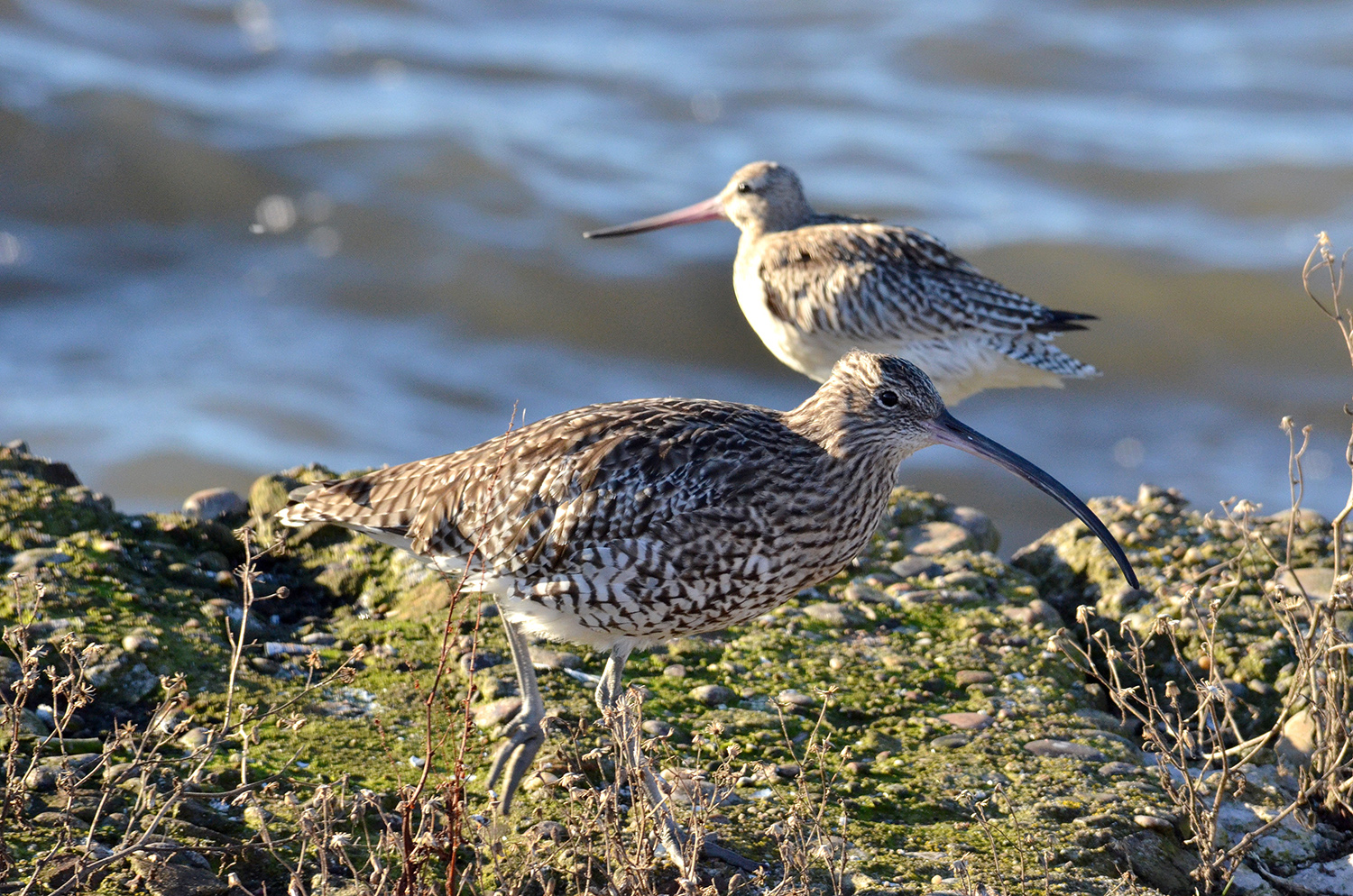 Curlew and Bar-tailed godwit