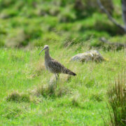 Curlew with breeding plumage