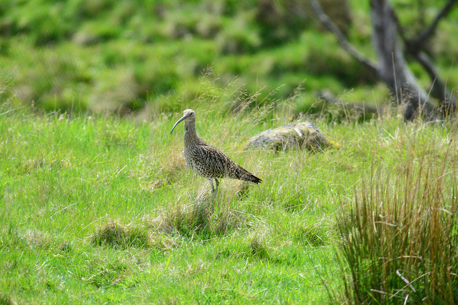 Curlew with breeding plumage