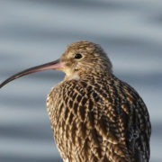 Curlew