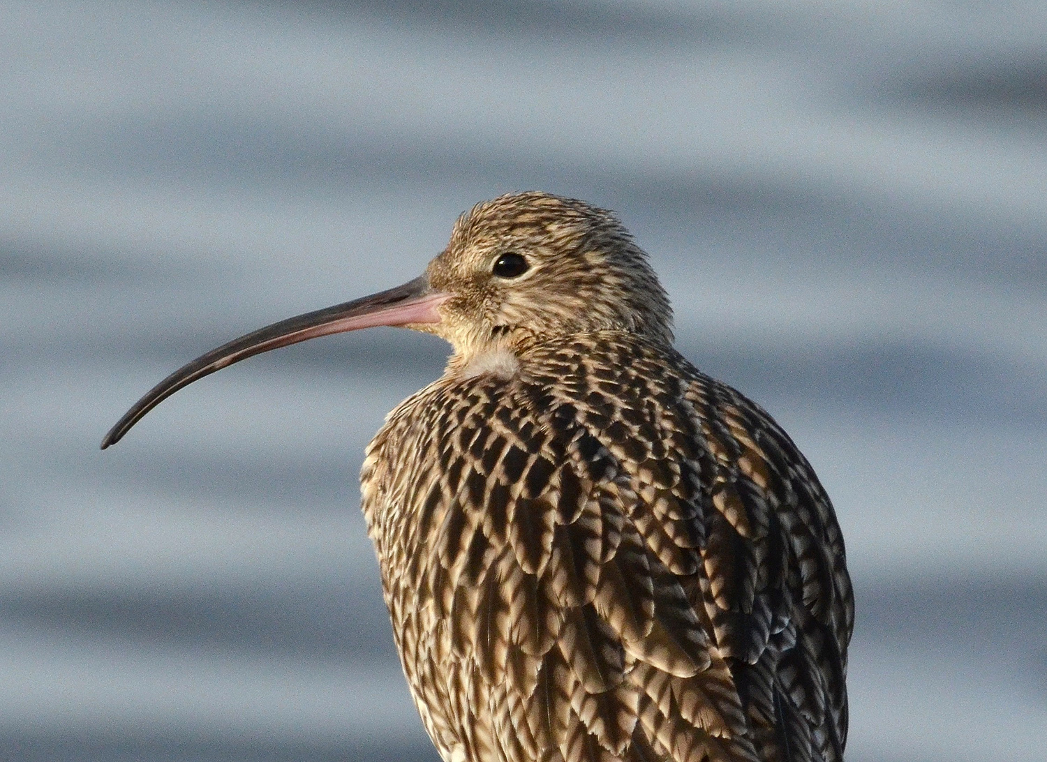 Curlew